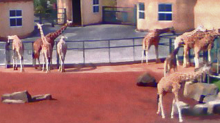 多摩動物公園 キリン