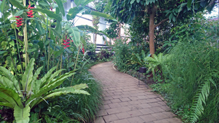 夢の島熱帯植物館 大温室