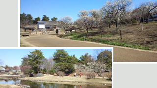 昭和記念公園 桜の園