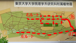 小石川植物園 マップ