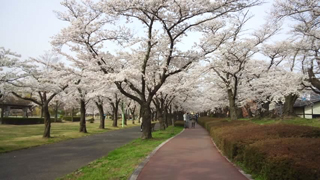 開成山公園 桜並木
