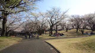 航空公園 桜