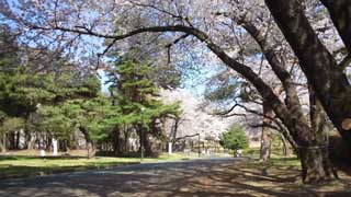 稲荷山公園 桜
