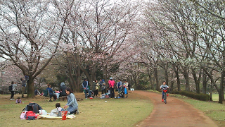 柏の葉公園 桜の広場