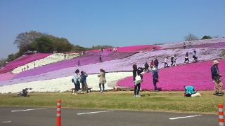 東京ドイツ村 芝桜の丘