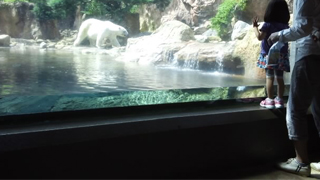 よこはま動物園ズーラシア ホッキョクグマ