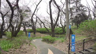三ツ沢公園 桜山