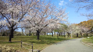 大仙公園 桜並木