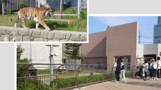 天王寺動物園 トラ舎