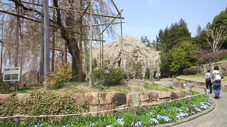 宇治市植物公園 春のゾーン