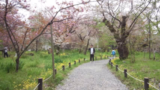 平野神社 桜苑