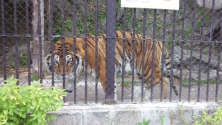 須坂市動物園 ベンガルトラ