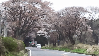 日光街道桜並木