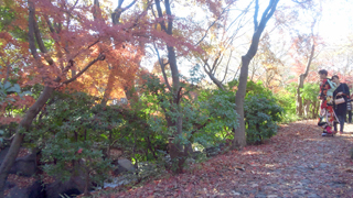 栃木県中央公園 紅葉