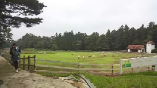 赤城クローネンベルク 羊の放牧場