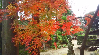 筑波山神社 紅葉