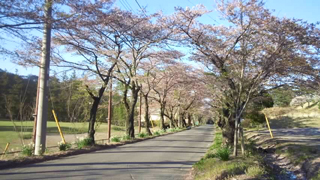 太平山 桜のトンネル