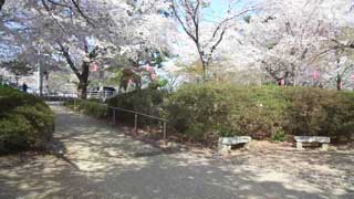 華蔵寺公園 桜