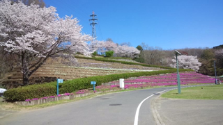 笠間芸術の森公園 芝桜