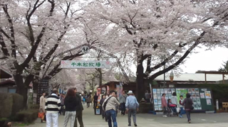 千本松牧場 桜