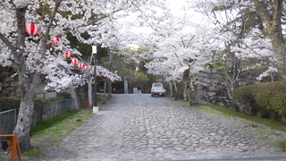 伊賀上野公園 桜