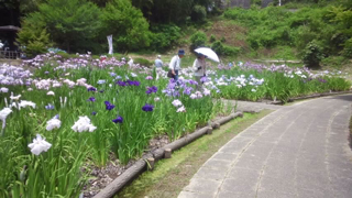 亀山公園 菖蒲園