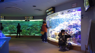 名古屋港水族館 サンゴ礁大水槽