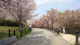 東山動植物園 桜の回廊
